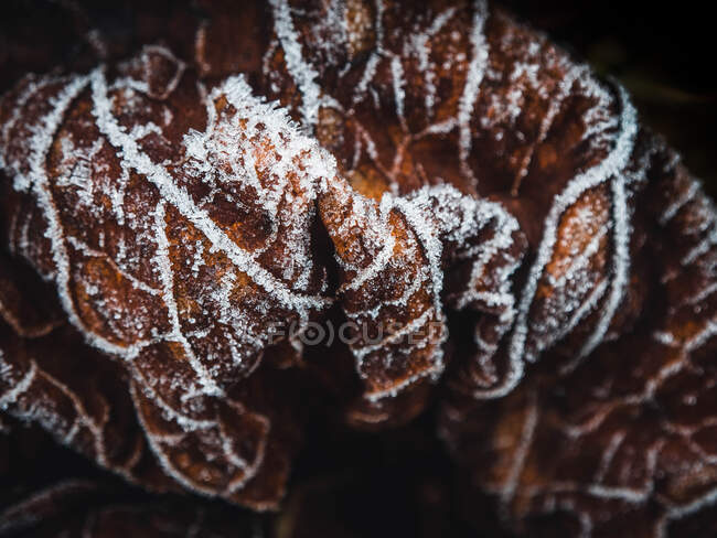 Close-up of frost on autumn leaves, Bulgaria — Stock Photo