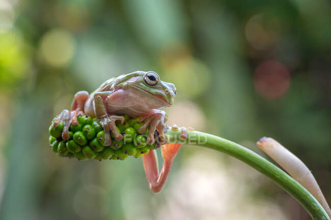 White's tree frog on a plant, Indonesia — Stock Photo