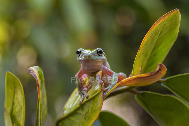 Біла деревна жаба на листі (Індонезія). — стокове фото