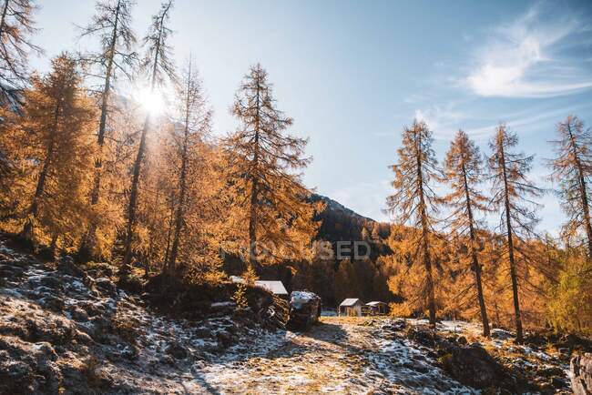 Alpine Waldlandschaft, Filzmoos, Salzburg, Österreich — Stockfoto