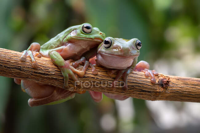 Two dumpy tree frogs on a branch, Indonesia — Stock Photo