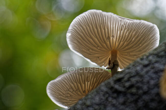 Dos hongos creciendo en un tronco de haya, Frisia Oriental, Baja Sajonia, Alemania - foto de stock