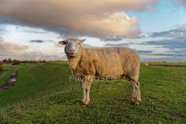 Moutons debout sur une digue, Frise orientale, Basse-Saxe, Allemagne — Photo de stock