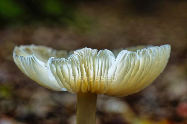 Primo piano di un fungo che cresce nella foresta, Frisia orientale, Bassa Sassonia, Germania — Foto stock