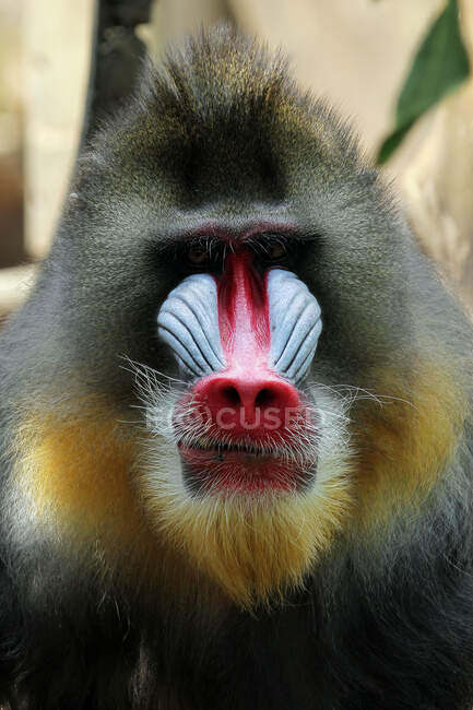 Portrait d'un singe mandrill (Mandrillus sphinx), Indonésie — Photo de stock
