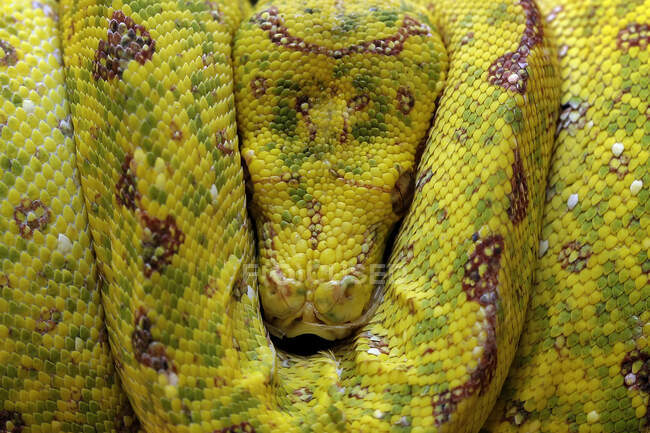Primer plano de una serpiente pitón amarilla enrollada en una rama durmiendo, Indonesia - foto de stock
