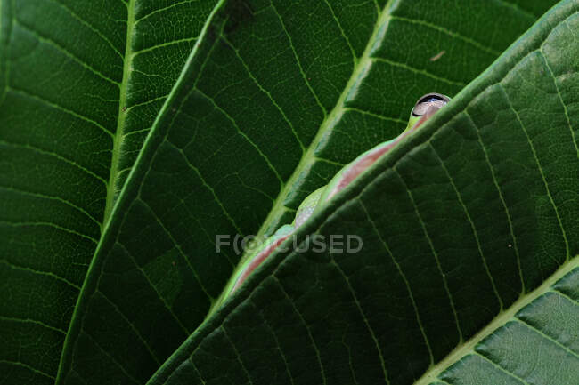 Rana arbórea blanca escondida entre hojas, Indonesia - foto de stock