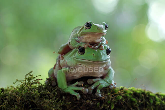 Two white's tree frogs sitting on moss, Indonesia — Stock Photo