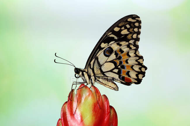 Farfalla su un bocciolo di fiore, Indonesia — Foto stock