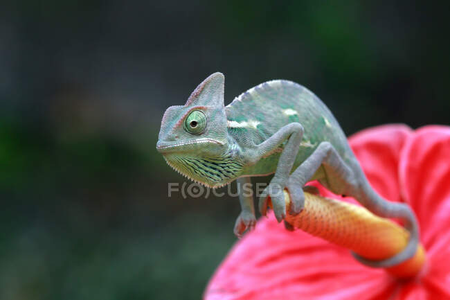 Veiled Chameleon on a tropical flower, Indonesia — Stock Photo
