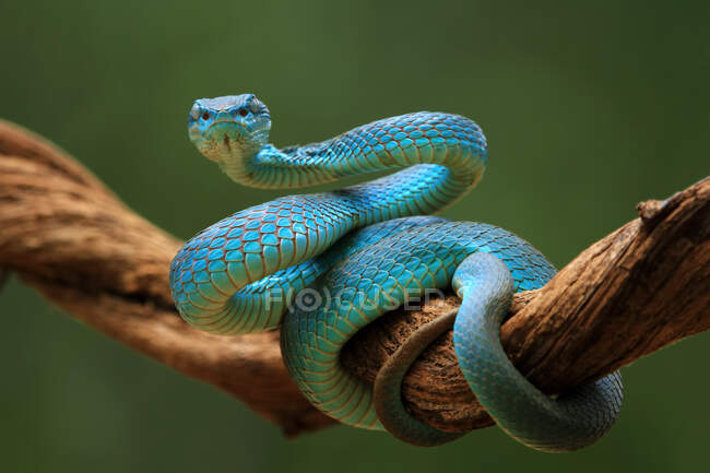 Serpiente víbora azul en rama lista para atacar, Indonesia - foto de stock