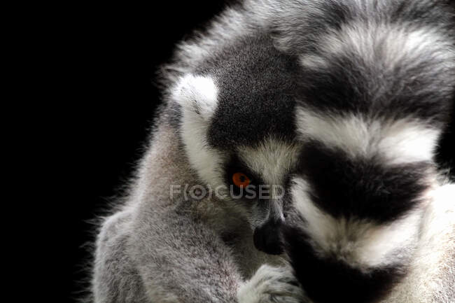 Portrait of a ring-tailed lemur, Indonesia — Stock Photo