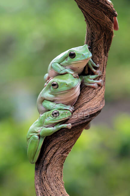 Three white's tree frogs on a yellow flower bud — Stock Photo