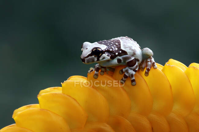 Amazone grenouille laitière sur une fleur jaune, Indonésie — Photo de stock