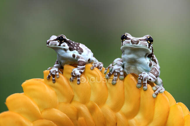 Two Amazon milk frogs on a yellow flower, Indonesia — Stock Photo