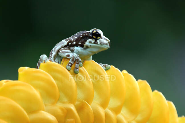 Амазонська жаба на жовтій квітці (Індонезія). — стокове фото