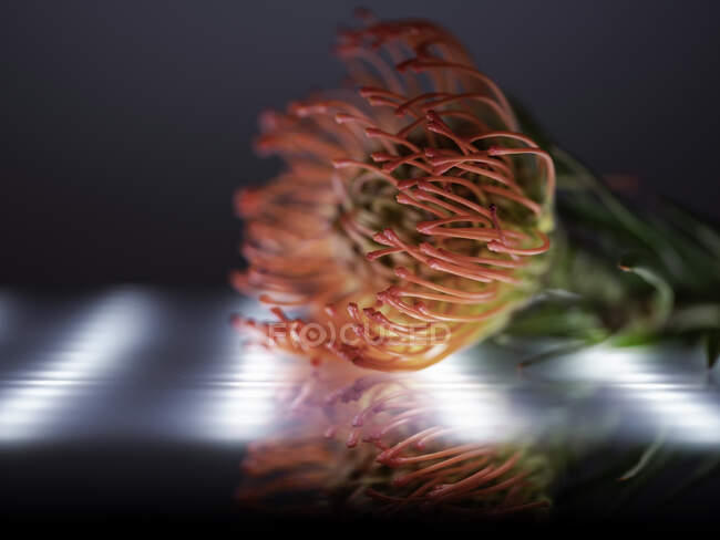 Reflexão de uma flor tropical contra uma luz LED — Fotografia de Stock