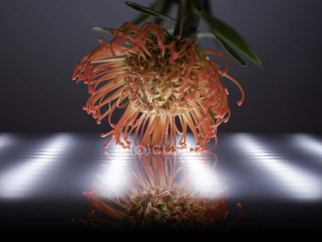Reflexão de uma flor tropical contra uma luz LED — Fotografia de Stock