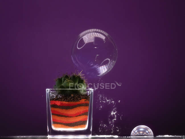 Jabón burbuja estallando contra una espina de cactus - foto de stock