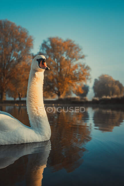 Portrait of a swan in a lake, Bushy Park, Richmond-upon-Thames, London, UK — Stock Photo