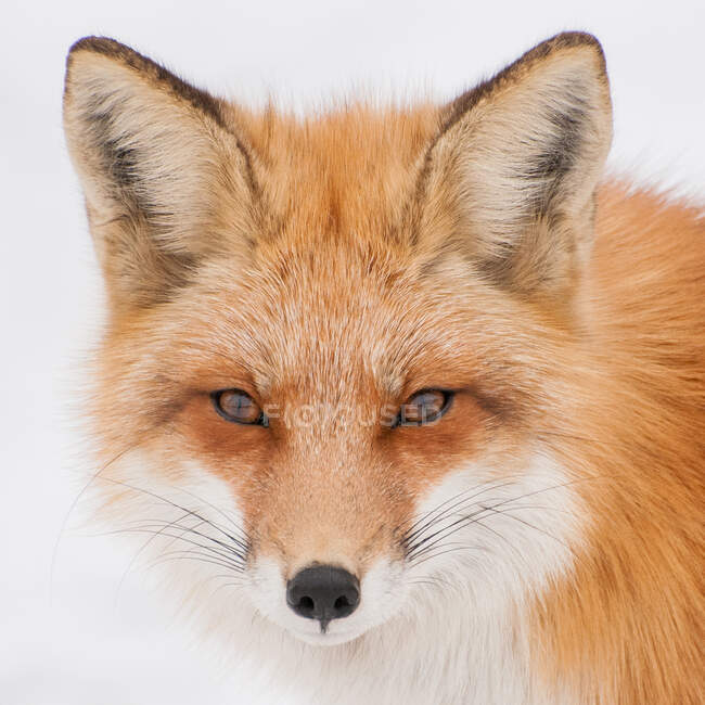 Retrato de uma raposa, Canadá — Fotografia de Stock
