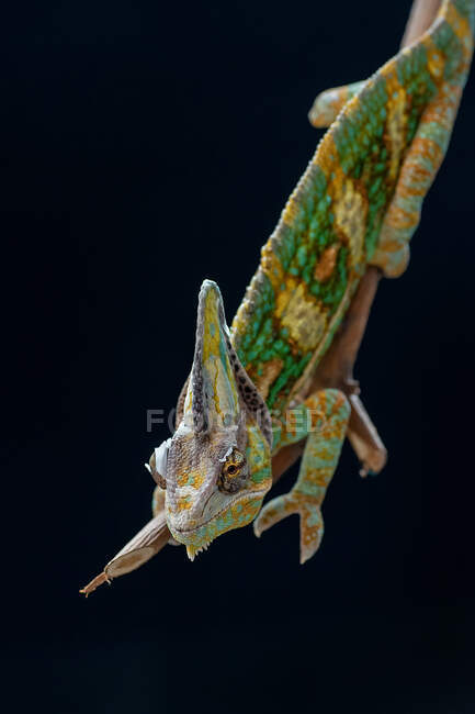 Camaleão de véu masculino em um ramo, Indonésia — Fotografia de Stock