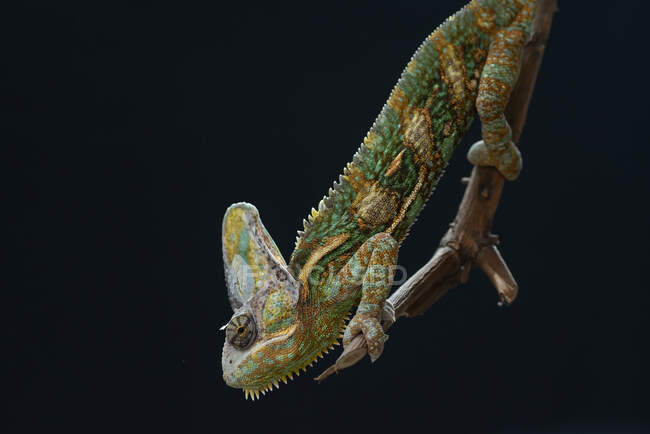 Male veiled chameleon on a branch, Indonesia — Stock Photo