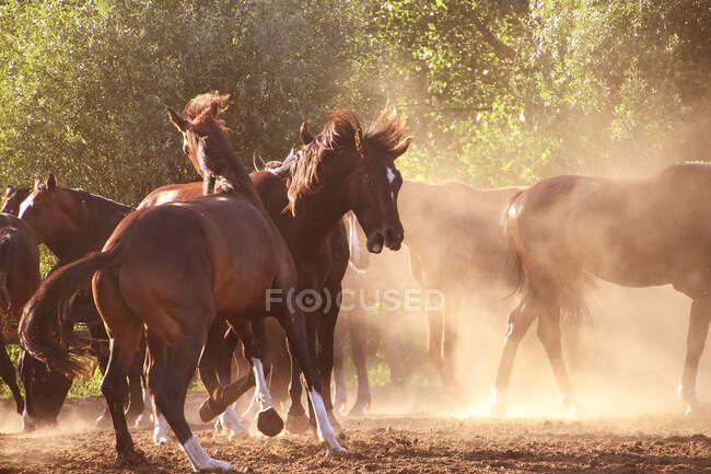 Rebaño de caballos en un campo, Grecia - foto de stock