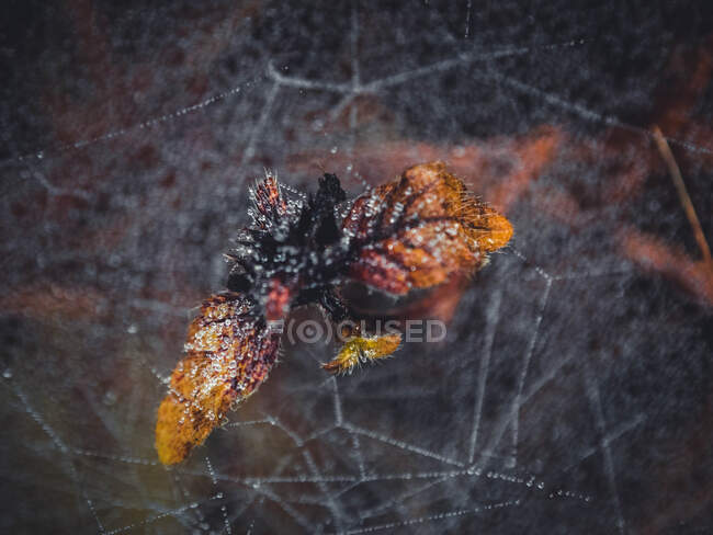 Close-up of dew on a an autumn leaf, Bulgaria — Stock Photo