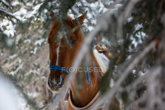 Лошадь привязана к дереву в зимнем лесу, США — стоковое фото