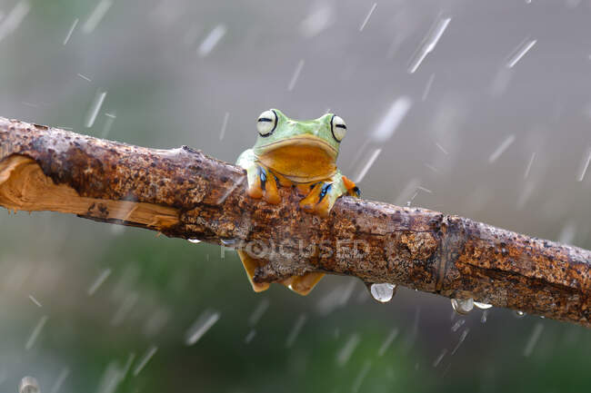 Уоллес Летящая лягушка на ветке под дождем, Калимантан, Борнео, Индонезия — стоковое фото