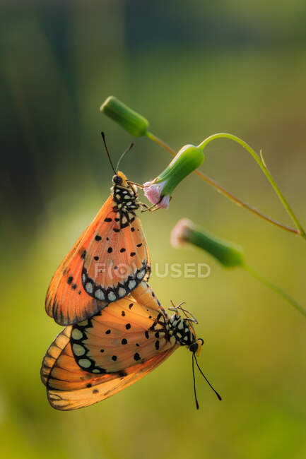 Due farfalle che si accoppiano, Indonesia — Foto stock