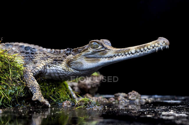 Retrato de un cocodrilo (Crocodylus porosus) en una orilla de un río, Indonesia - foto de stock