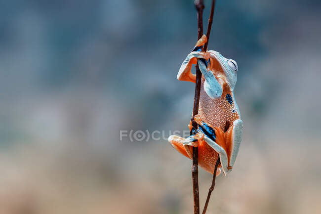 Летающая лягушка Уоллеса на растении, Калимантан, Борнео, Индонезия — стоковое фото