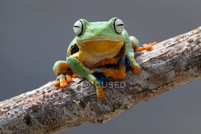 Wallace Flying Frog em um ramo, Kalimantan, Bornéu, Indonésia — Fotografia de Stock
