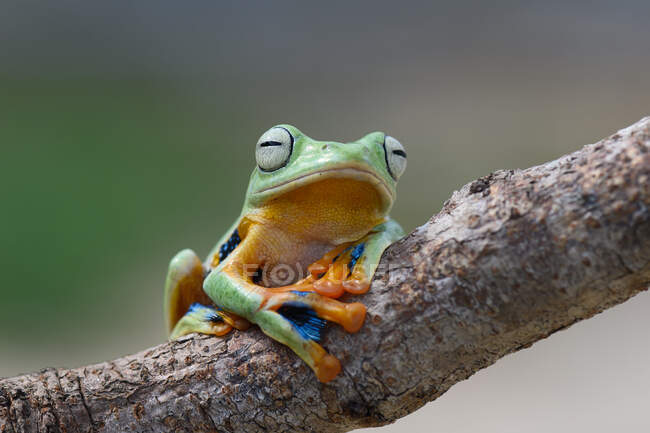 Wallace Flying Frog sur une branche, Kalimantan, Bornéo, Indonésie — Photo de stock
