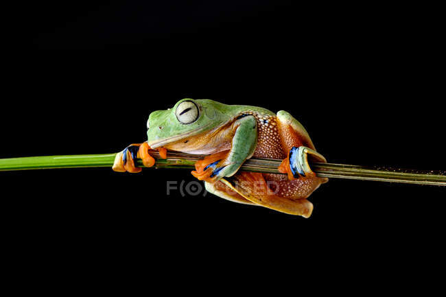 Wallace Flying Frog en una planta, Kalimantan, Borneo, Indonesia - foto de stock