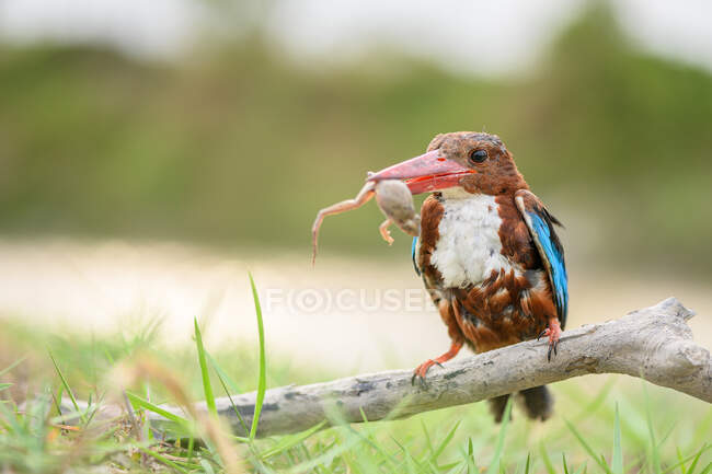 Kingfisher eating frog on branch, Indonesia — Stock Photo