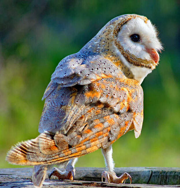 Barn Owl sitting on branch, British Columbia, Canada — Stock Photo