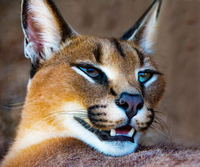 Portrait of a caracal, south Africa — Stock Photo