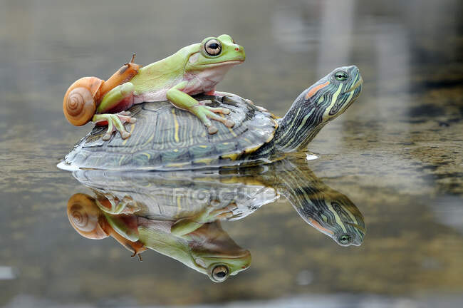 Frog and a snail on a turtle, Indonesia — Stock Photo