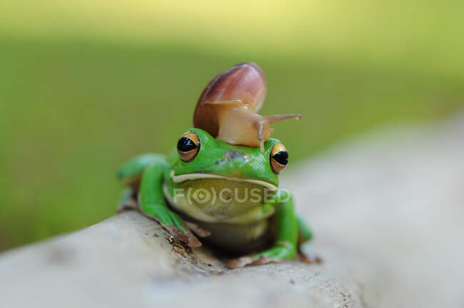 Snail on a dumpy tree frog, Indonesia — Stock Photo
