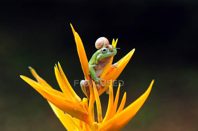 Snail on a dumpy tree frog on a flower, Indonesia — Stock Photo