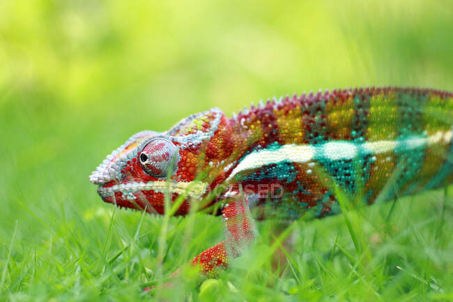 Портрет хамелеона на траві (Індонезія). — стокове фото