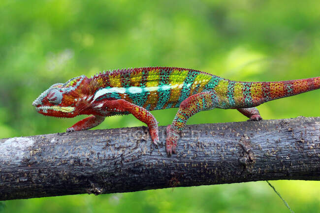 Chameleon panther walking along a branch, Indonesia — Stock Photo