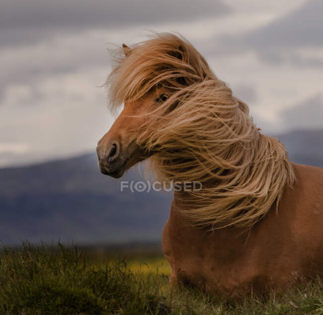Retrato de una yegua barrida por el viento de pie en un campo, Islandia - foto de stock