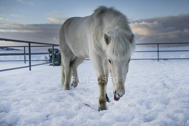 Исландская лошадь, стоящая на снегу, Исландия — стоковое фото