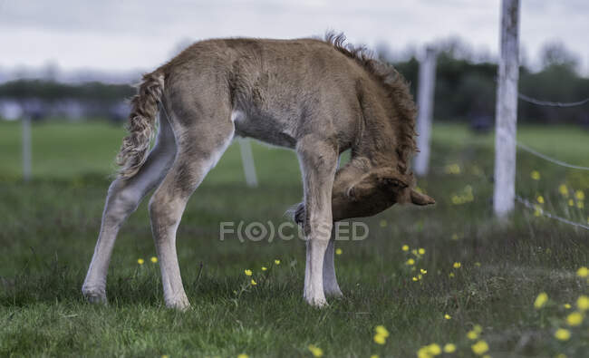 Icelandic foal standing in a field, Iceland — Stock Photo