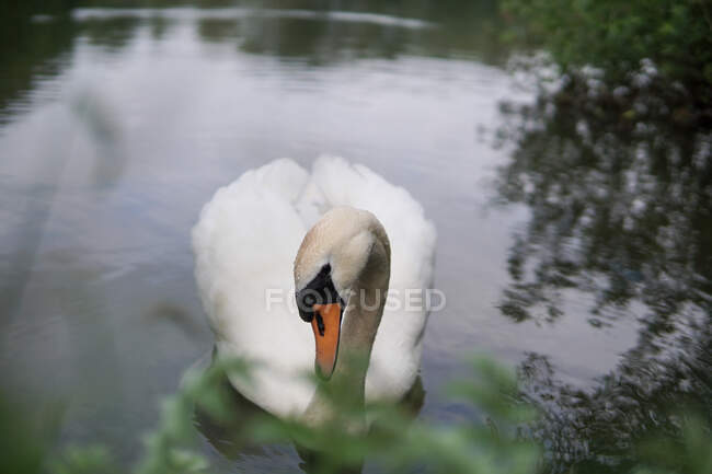 Cisne mudo (Cygnus olor) en un lago, Inglaterra, Reino Unido - foto de stock