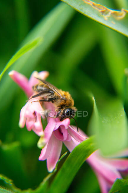 Primer plano de una abeja de miel en un jacinto rosa, Inglaterra, Reino Unido - foto de stock